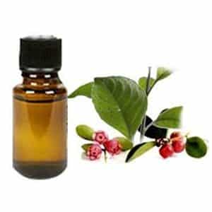 Gaultheria Oil