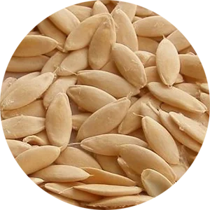 Cucumber Seeds