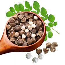 Murungai Seed Powder