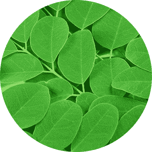Murungai Leaf Powder