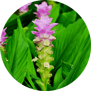 Natural Turmeric Powder