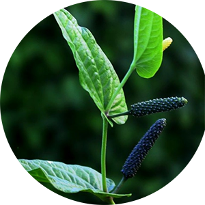 Long Pepper Pippali