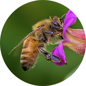 Pure Tropical Honey Nutrition Values