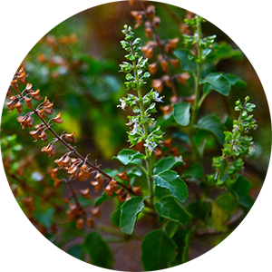 Organic Tulsi Tea