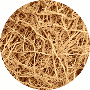 Vettiver Powder