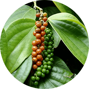 Black Pepper