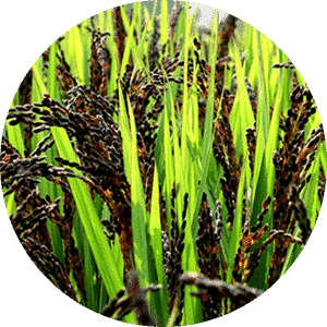 Black Rice
