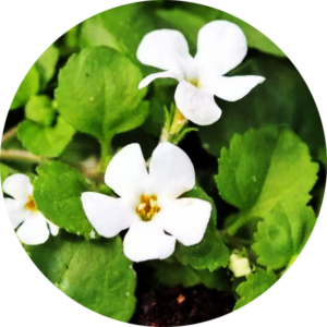 Brahmi Rice Powder