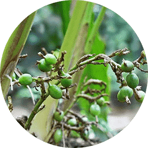 Cardamom
