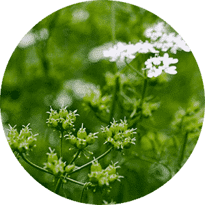 Coriander Powder