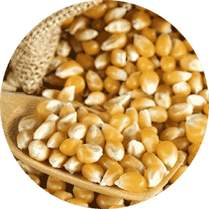 Corn