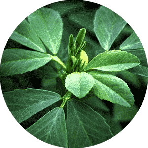 fenugreek seeds