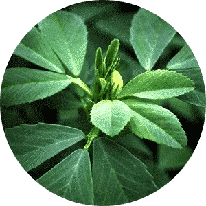 fenugreek seeds