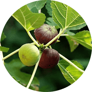 Dry Fig
