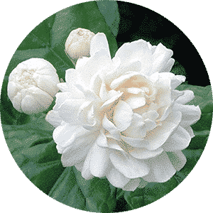 Jasmine Soap