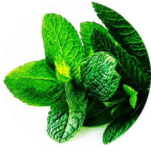 Mint Pickle