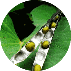 Moong Dal