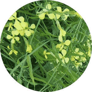 Mustard Seeds