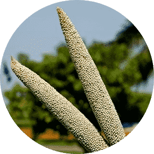 Pearl Millet Cookies