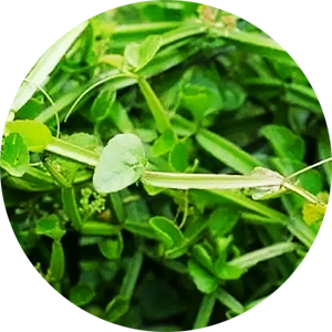 Pirandai Pickle