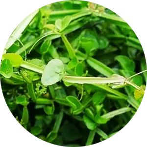 Pirandai Pickle