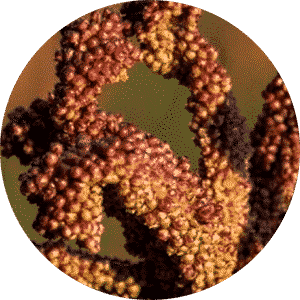 Finger Millet