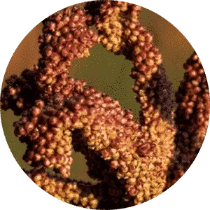 Finger Millet