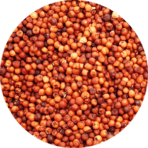 Finger Millet