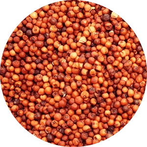 Finger Millet
