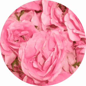 Rose Soap