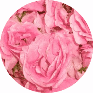 Rose Soap