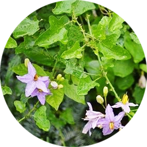 Thoothuvalai Pickle