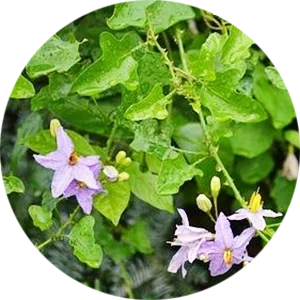 Thoothuvalai Pickle