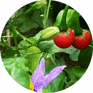 Thoothuvalai Idli Powder