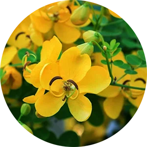Avarampoo Pickle