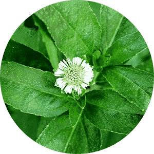 Bhringraj Powder