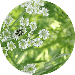 Cumin 