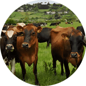 Ghee Store Pure Cow Ghee