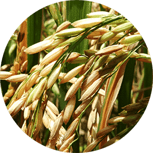 Natural Ponni Raw Rice