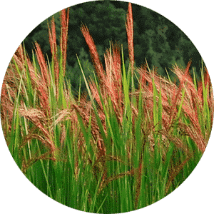 Red Rice