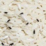 bugs in rice There are 6 various methods to get rid of weevils or grain pests from your spices and grains.