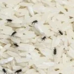 bugs in rice There are 6 various methods to get rid of weevils or grain pests from your spices and grains.