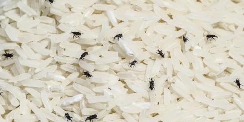 bugs in rice